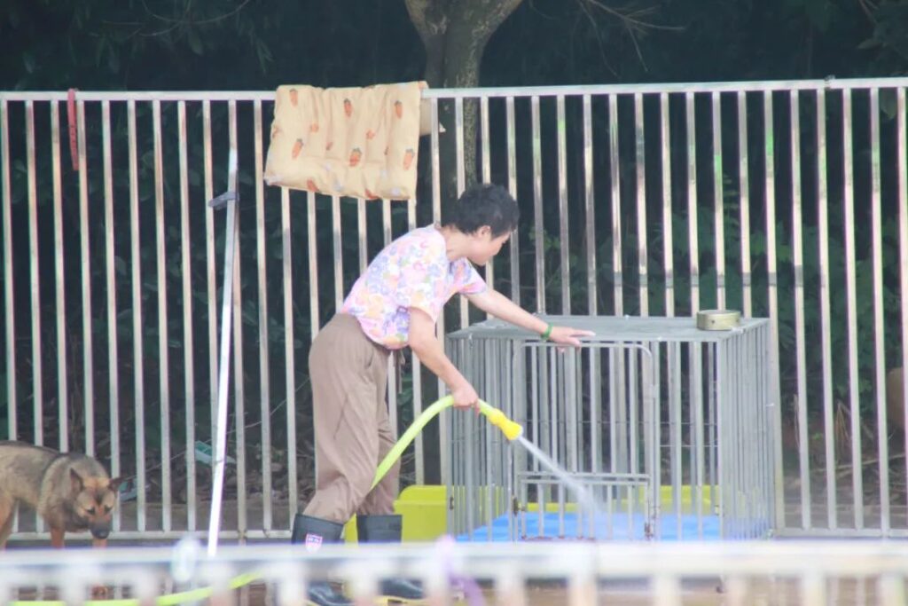 how to become an animal rescue volunteer