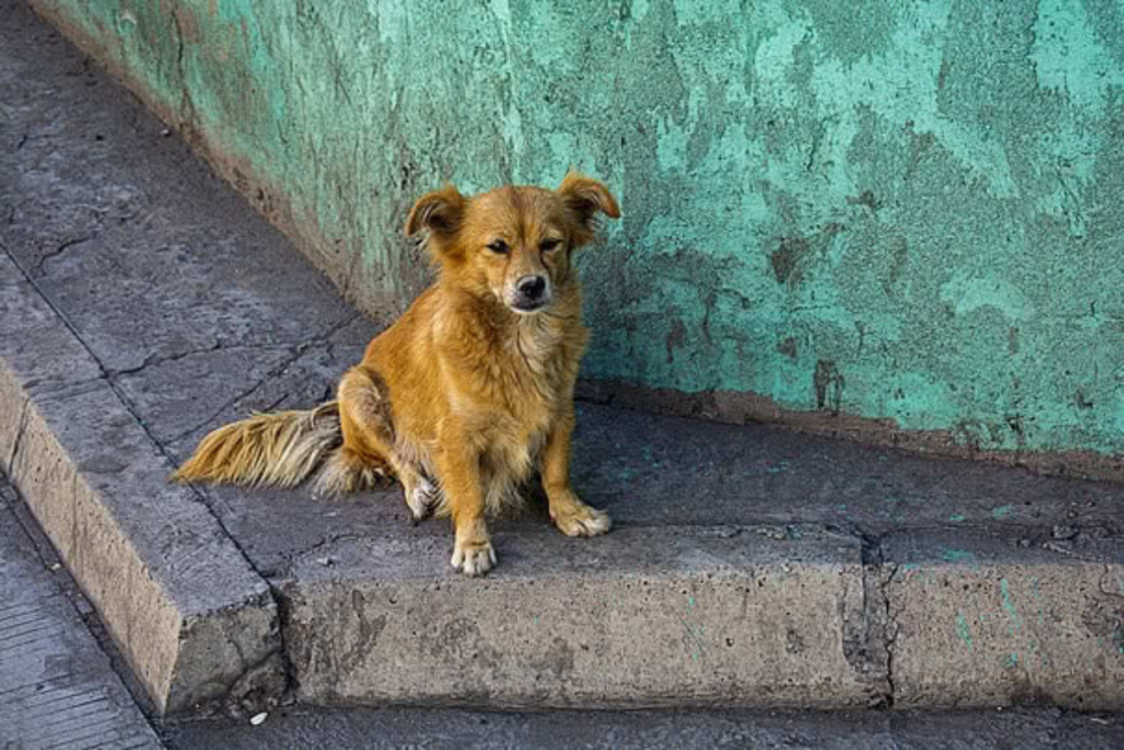 how to become an animal rescue volunteer